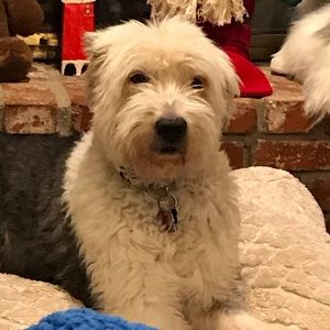 Meet your Posher, Maggie